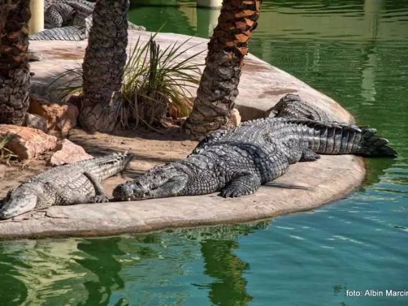 Farma Krokodyli w Djerba Explore – atrakcja dla całej rodziny na wyspie Djerba